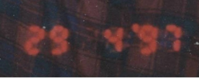 Подлинность новых фото Сенцова вызвала сомнения: в сети обсуждают вероятность подделки